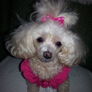 Meet your Posher, Janet